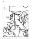 Fig. 28 - Interferon alpha and omega antibody antagonists