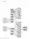 Fig. 29 - Interferon alpha and omega antibody antagonists