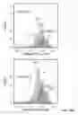 Fig. 71 - Anti-CD38 antibodies and methods of use