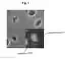 Fig. 02 - Expression of proteins in gram-negative bacteria wherein the ratio of periplasmic volume to cytoplasmic volume is between 0.5:1 and 10:1