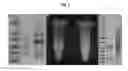 Fig. 03 - Expression of proteins in gram-negative bacteria wherein the ratio of periplasmic volume to cytoplasmic volume is between 0.5:1 and 10:1