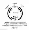 Fig. 02 - Method of inhibiting plant virus pathogen infections by CRISPR/Cas9-mediated interference