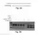 Fig. 07 - Method of inhibiting plant virus pathogen infections by CRISPR/Cas9-mediated interference