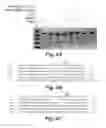 Fig. 09 - Method of inhibiting plant virus pathogen infections by CRISPR/Cas9-mediated interference
