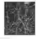 Fig. 01 - Compositions and methods for inducing resistance to soybean cyst nematode via RNAi