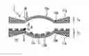 Fig. 01 - Cell for electrochemical measurement