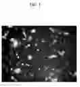 Fig. 02 - Methods to detect remnant cancer cells