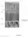 Fig. 13 - FABRICATION OF ELECTROCHROMIC DEVICES