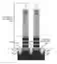 Fig. 01 - Dielectric isolation in gate-all-around devices
