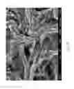 Fig. 16 - Method of promoting electric output of piezoelectric/conductive hybrid polymer