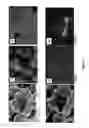 Fig. 04 - TRANSITION METAL CATALYST NANOPARTICLES AND USES THEREOF