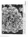 Fig. 10 - TRANSITION METAL CATALYST NANOPARTICLES AND USES THEREOF