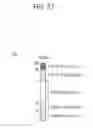 Fig. 13 - Electronic apparatus and control method thereof