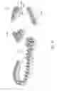 Fig. 20 - Sole system having movable protruding members