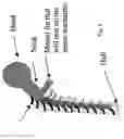 Fig. 04 - Load dissipating arthoplasty prostheses