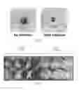 Fig. 06 - COMPOSITIONS FOR MANAGING PLAQUE FORMATION