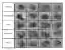 Fig. 01 - Vehicles for the transfection of miRNAs