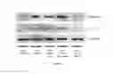 Fig. 07 - Vehicles for the transfection of miRNAs