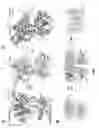 Fig. 09 - Calcium sensing receptors, ligands, compositions, and methods of use