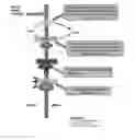 Fig. 01 - COMPOSITIONS AND METHODS FOR TREATING AUTISM SPECTRUM DISORDER
