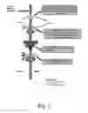 Fig. 02 - COMPOSITIONS AND METHODS FOR TREATING AUTISM SPECTRUM DISORDER