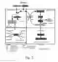 Fig. 03 - COMPOSITIONS AND METHODS FOR TREATING AUTISM SPECTRUM DISORDER