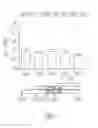 Fig. 08 - Metabolically stabilized double stranded mRNA