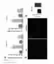 Fig. 04 - Method for promoting muscle regeneration