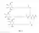 Fig. 06 - Nucleic acid molecule for reduction of PAPD5 and PAPD7 mRNA for treating hepatitis B infection
