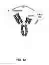 Fig. 02 - MULTI-SPECIFIC ANTIGEN-BINDING CONSTRUCTS TARGETING IMMUNOTHERAPEUTICS