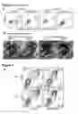 Fig. 06 - Methods and compositions for generating chondrocyte lineage cells and/or cartilage like tissue
