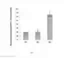 Fig. 02 - USES OF CONVALLARIA ESSENTIAL OIL