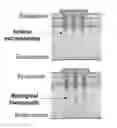 Fig. 01 - Targeted delivery of biologic therapeutic agents