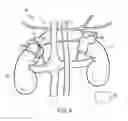Fig. 05 - Modulation of aldosterone via adrenal gland stimulation