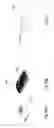 Fig. 29 - LIGHT THERAPY BANDAGE
