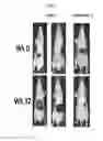 Fig. 02 - Compositions and methods for treating liver cancer