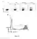 Fig. 09 - TGF-receptor II isoform, fusion peptide, methods of treatment and methods in vitro