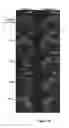 Fig. 13 - TGF-receptor II isoform, fusion peptide, methods of treatment and methods in vitro