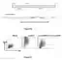 Fig. 17 - TGF-receptor II isoform, fusion peptide, methods of treatment and methods in vitro