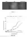 Fig. 24 - TGF-receptor II isoform, fusion peptide, methods of treatment and methods in vitro
