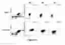 Fig. 25 - TGF-receptor II isoform, fusion peptide, methods of treatment and methods in vitro