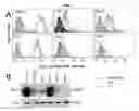 Fig. 02 - ERBB2-targeting antibody