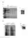 Fig. 07 - Method for producing an n-methylated (poly) peptide
