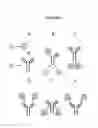 Fig. 02 - COMPOSITIONS AND METHODS FOR INTERNALIZING ENZYMES