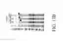 Fig. 34 - TAL-effector assembly platform, customized services, kits and assays