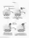 Fig. 05 - Immobilized RNPs for sequence-specific nucleic acid capture and digital detection