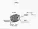 Fig. 06 - Immobilized RNPs for sequence-specific nucleic acid capture and digital detection