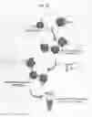 Fig. 11 - Immobilized RNPs for sequence-specific nucleic acid capture and digital detection