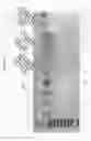 Fig. 17 - Immobilized RNPs for sequence-specific nucleic acid capture and digital detection