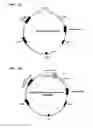 Fig. 06 - BCR-ABL truncation mutations